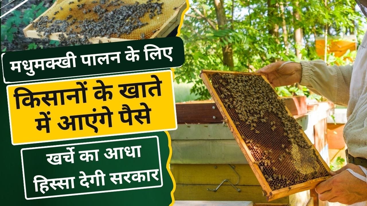 मधुमक्खी पालन के लिए सब्सिडी कहां मिल रही है?