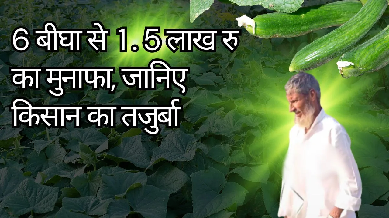 हाइब्रिड खीरा की खेती से किसान को मुनाफा