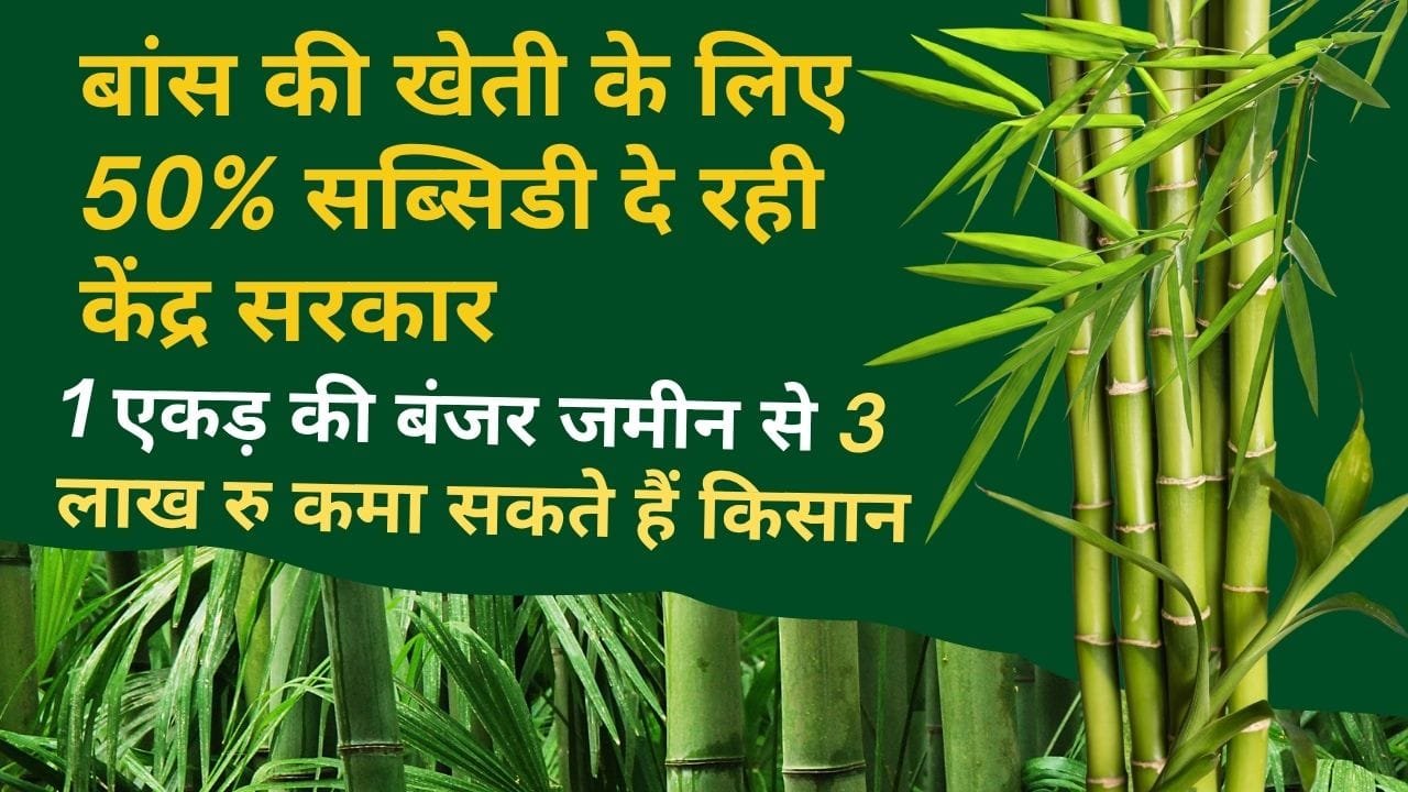 बांस की खेती के लिए अनुदान योजना