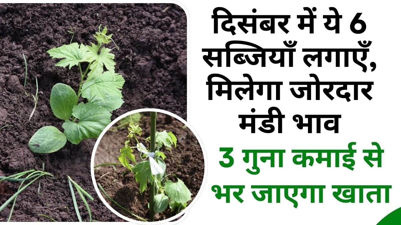 दिसंबर में कौन-कौन सी सब्जियाँ ज्यादा कमाई देंगी?