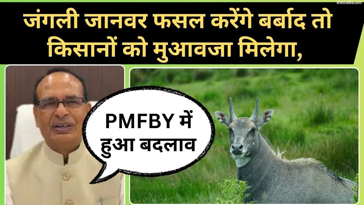 जंगली जानवर से फसल नुकसान का मिलेगा बीमा कवर