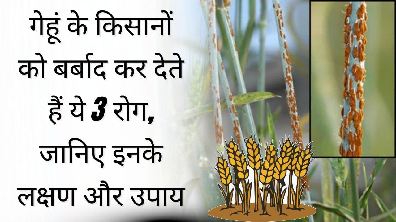 गेहूं की फसल में भूरा रतुवा रोग