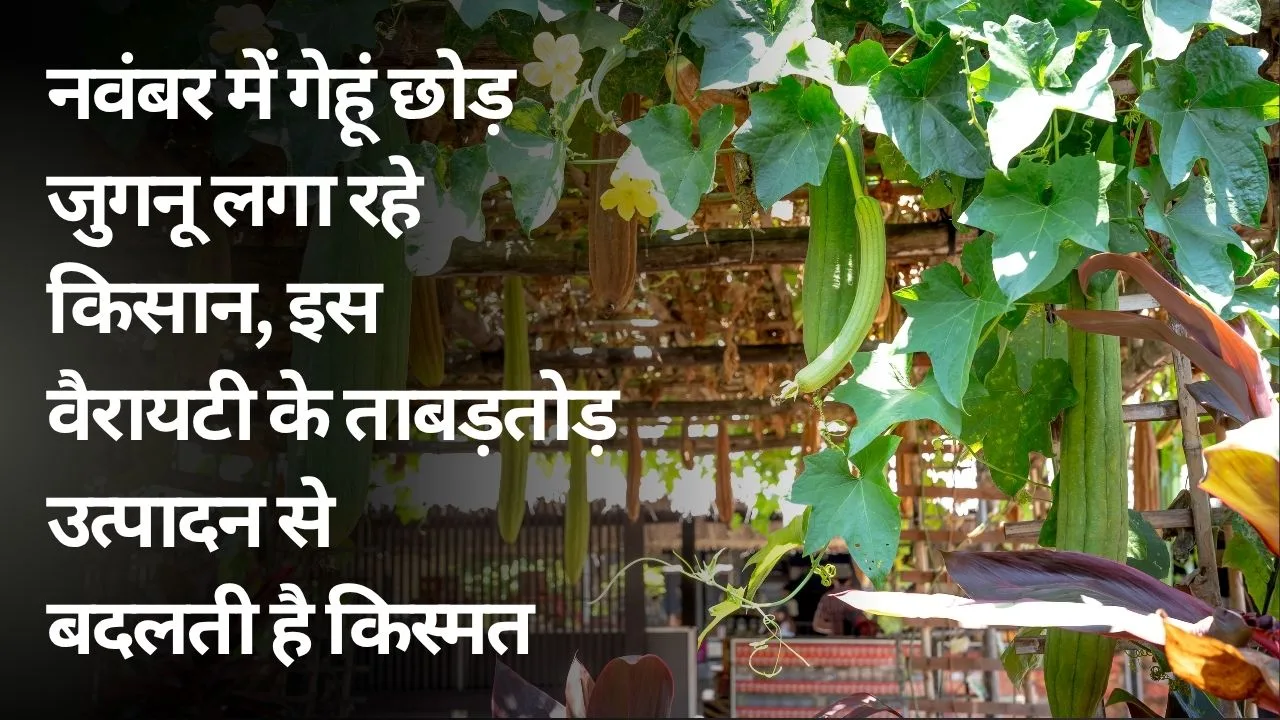 जुगनू तुरई की खेती में खर्च और कमाई