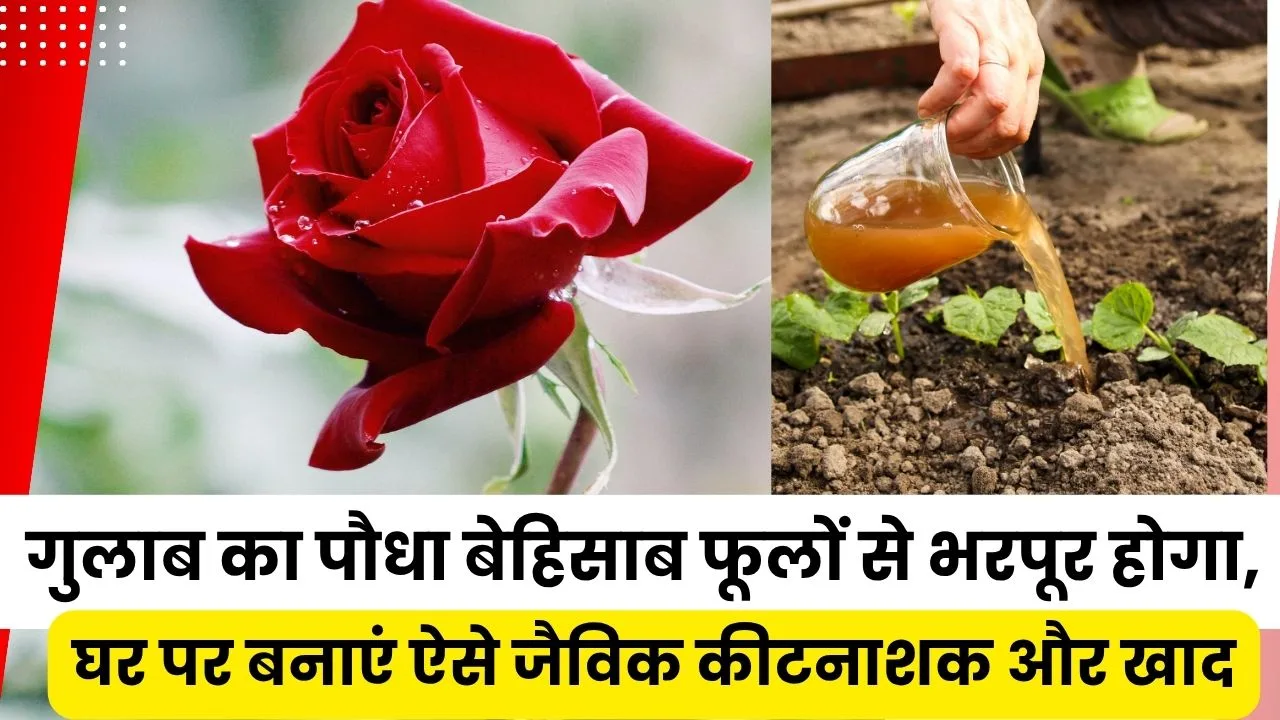 गुलाब के पौधे की देखभाल