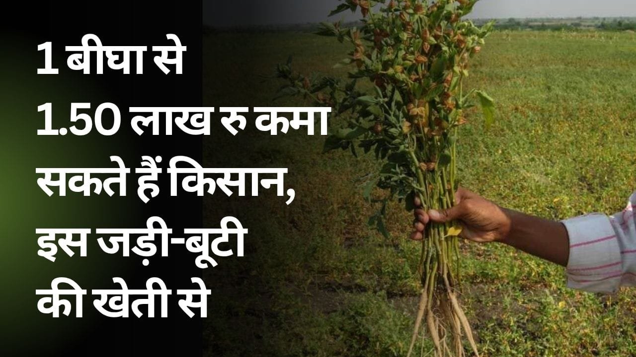 नवंबर में इस जड़ी-बूटी की खेती की जा सकती है