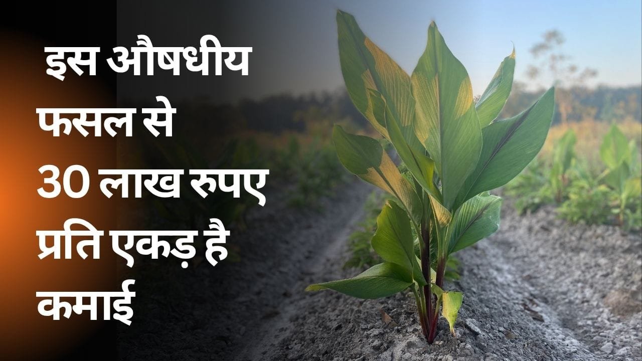 औषधीय फसल