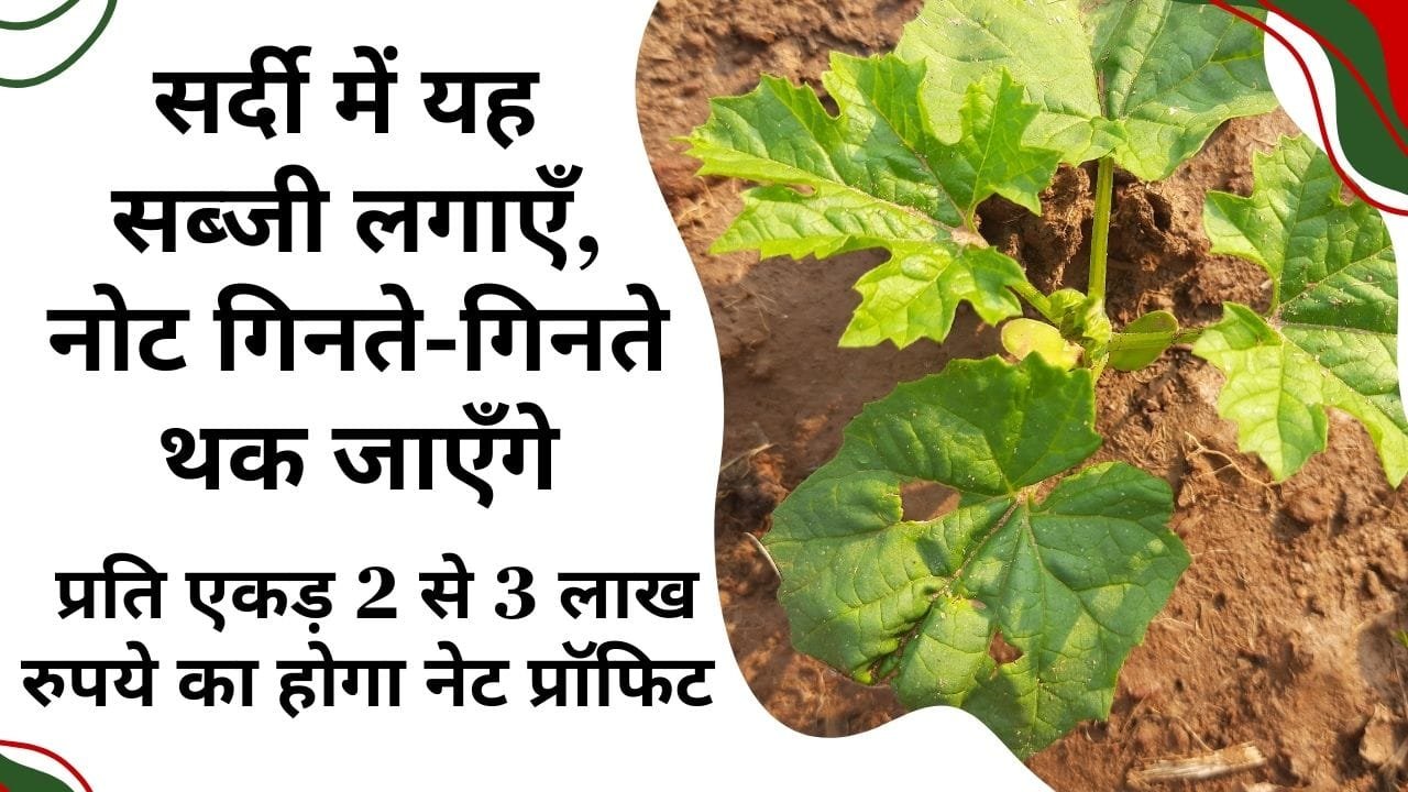 सर्दी में कौन-सी सब्जी लगाएँ जो अधिक मुनाफा दे?