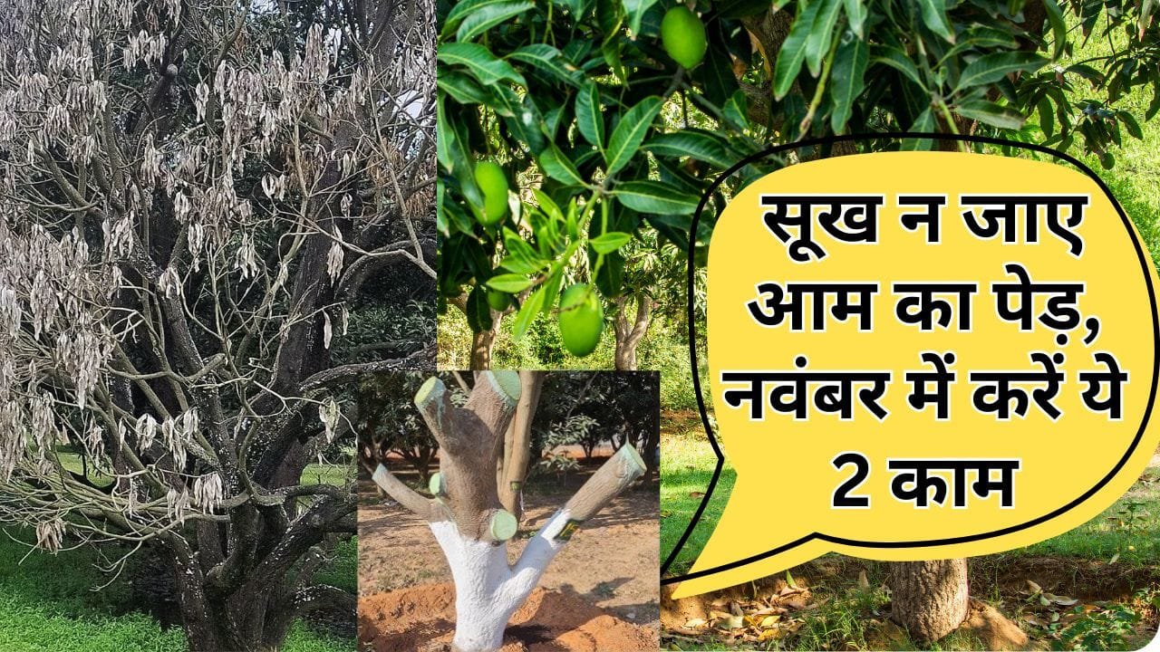 नवंबर के महीने में आम के पेड़ की देखभाल