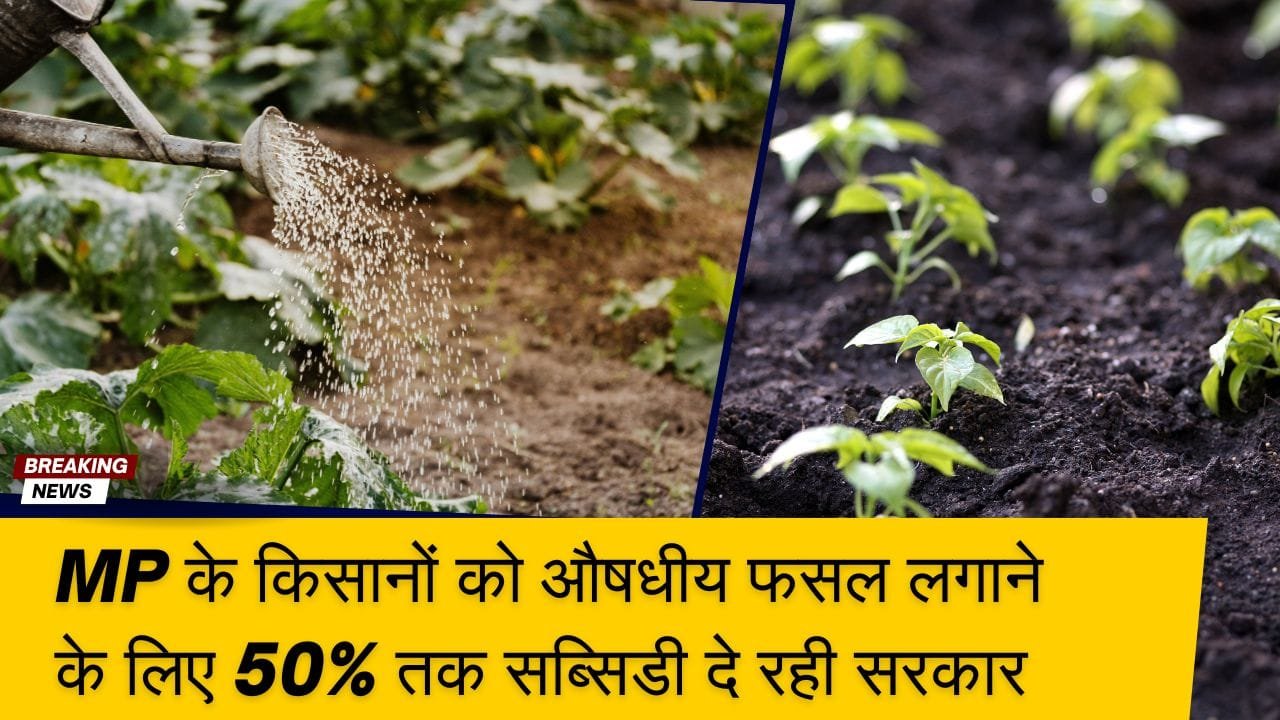 MP के किसानों को औषधीय फसलों पर कितना अनुदान मिलता है