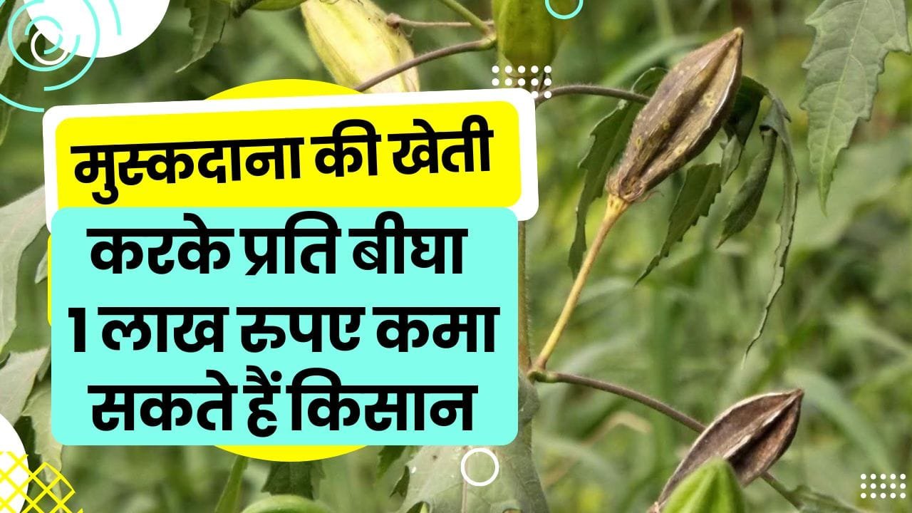 मुस्कदाना ( कस्तूरी भिंडी ) की खेती