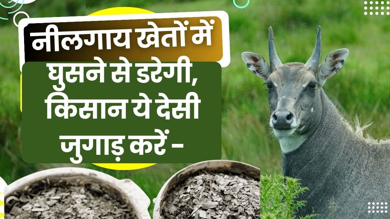 नीलगाय को खेतों से दूर कैसे रखें