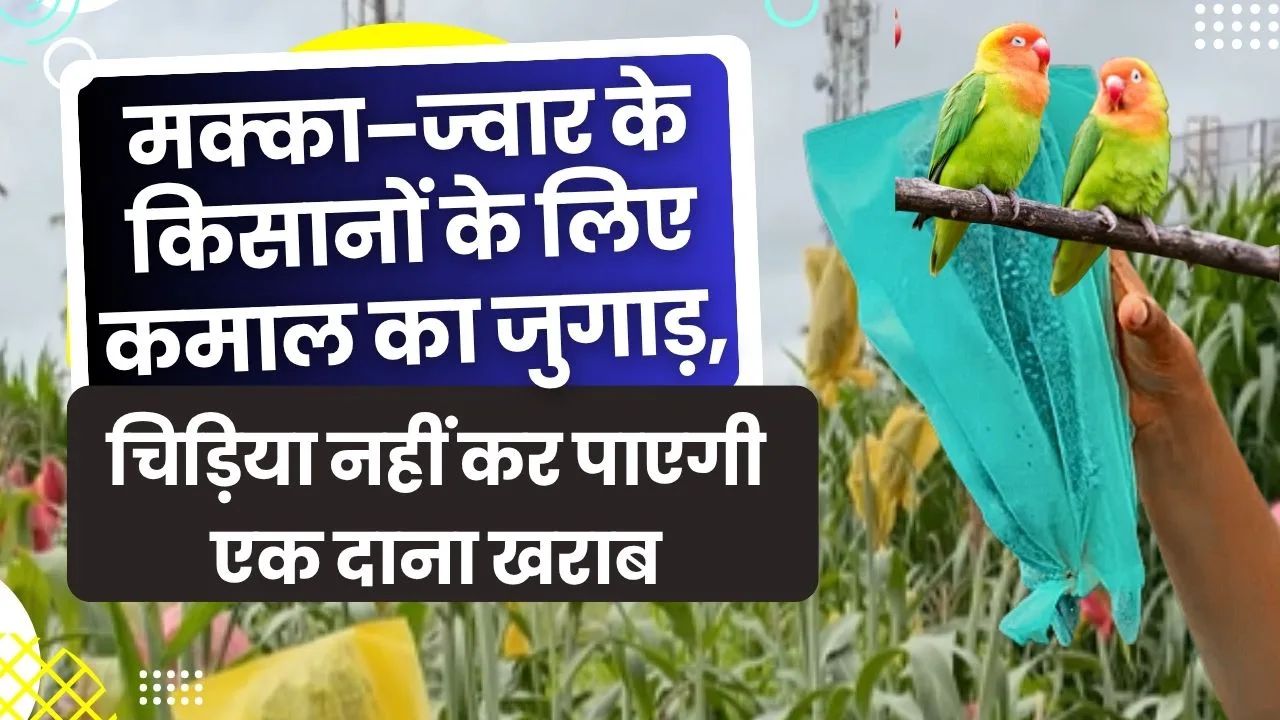मक्का–ज्वार की फसल को चिड़िया से कैसे बचाएं?