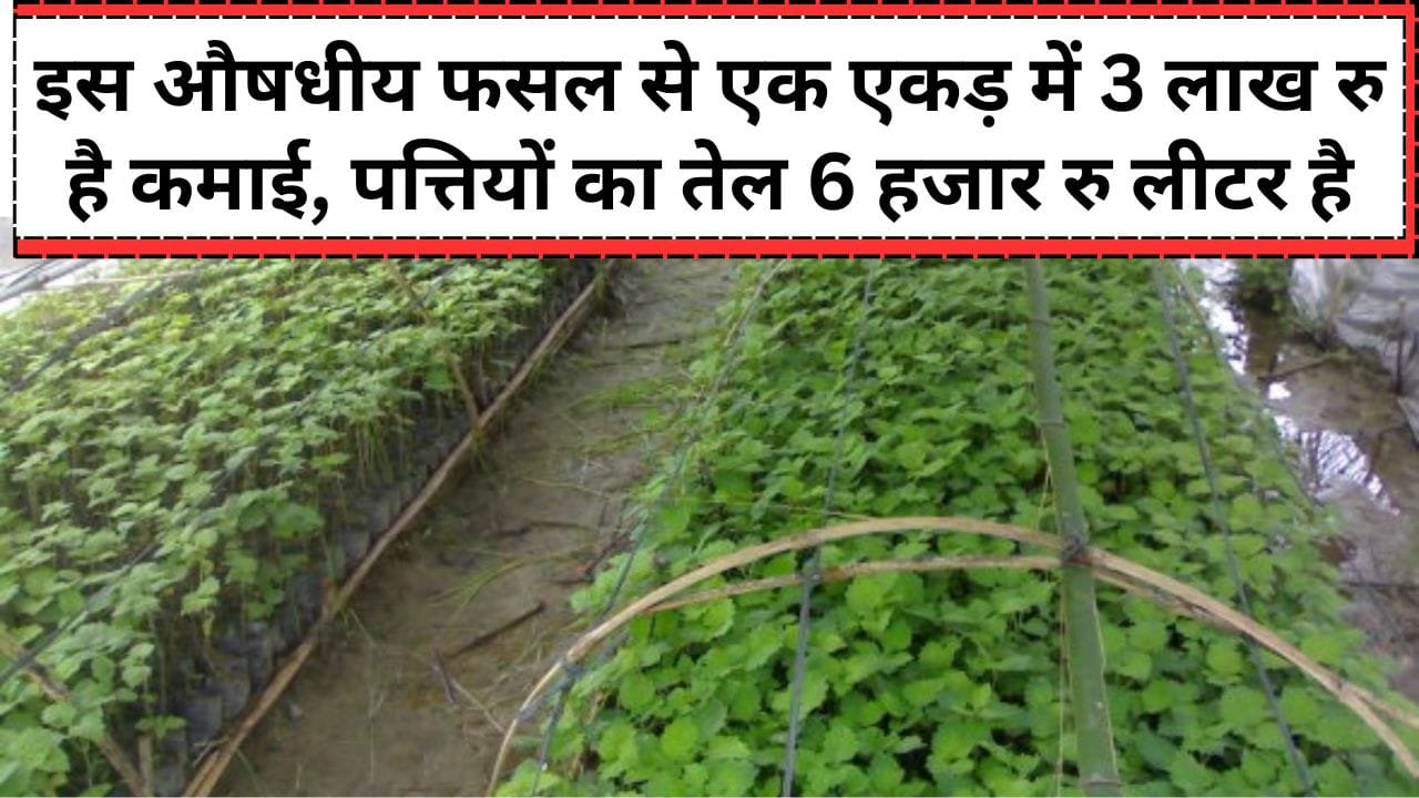 पचौली की खेती कैसे की जाती है