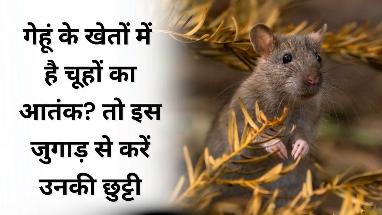 खेत से चूहे कैसे भगाएँ ?