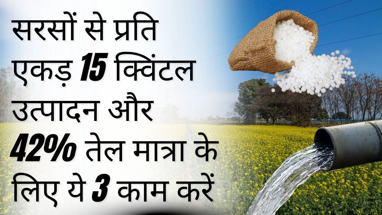 सरसों की खेती के लिए टिप्स