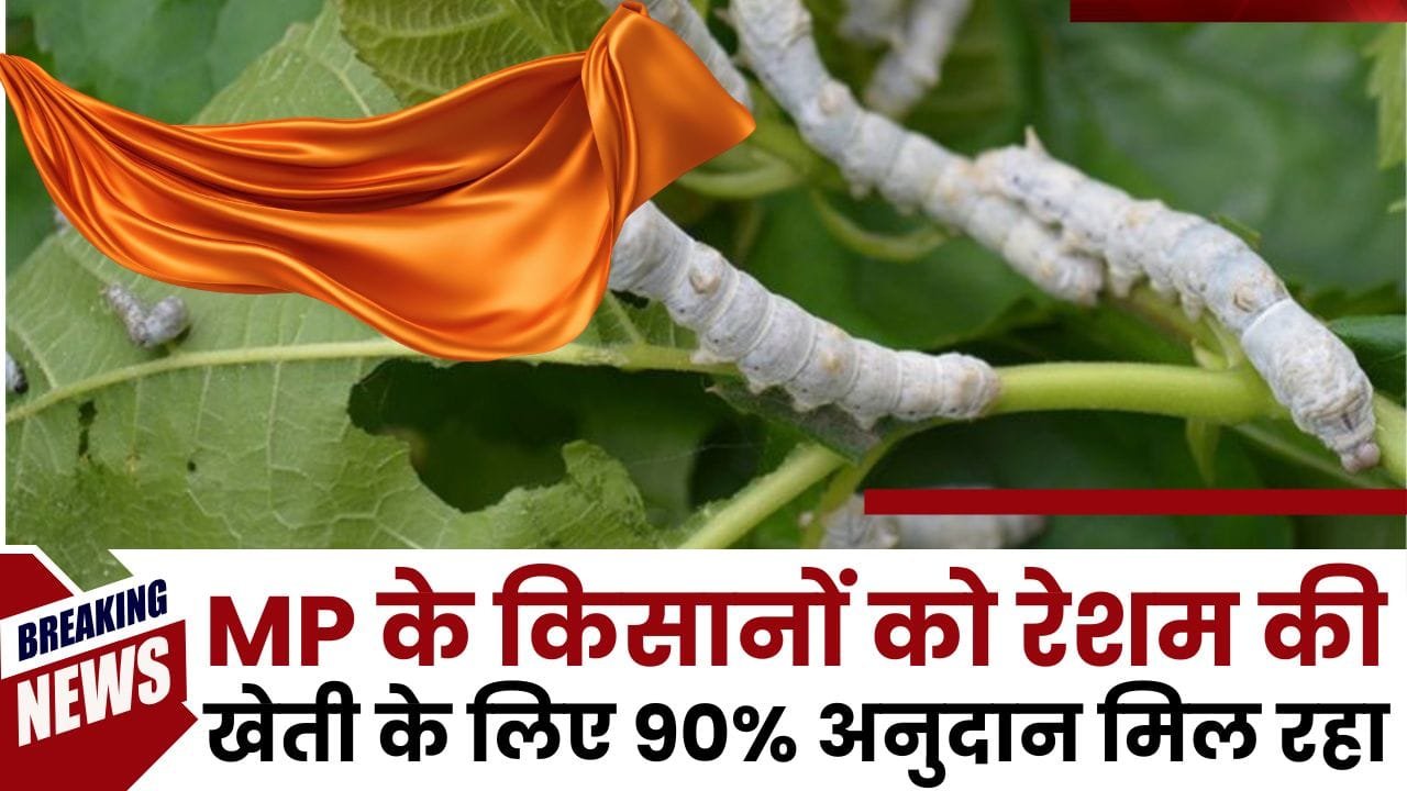 MP में रेशम उत्पादन के लिए अनुदान की योजना