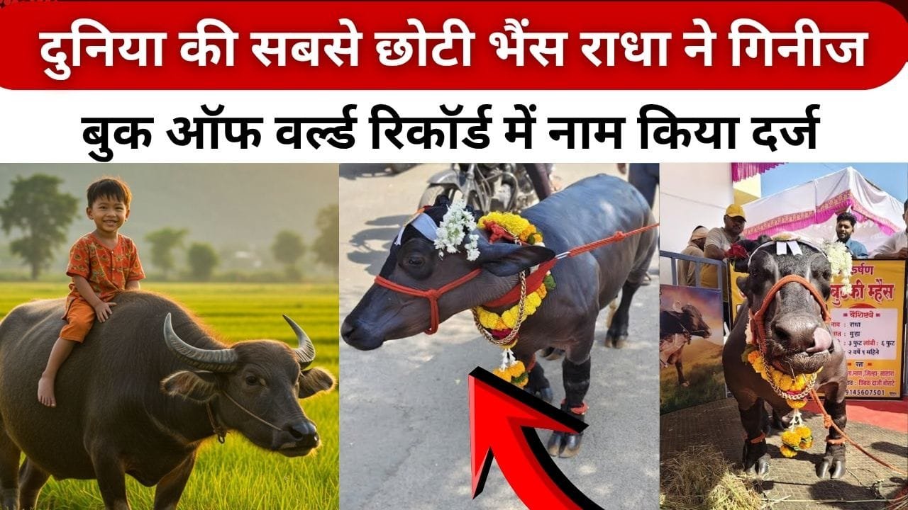 दुनिया की सबसे छोटी भैंस कौन है