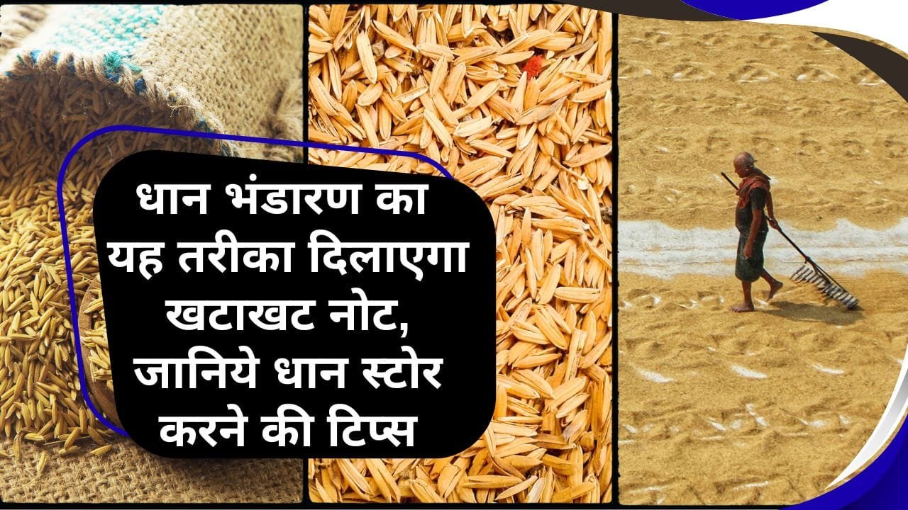 धान स्टोर करने की टिप्स