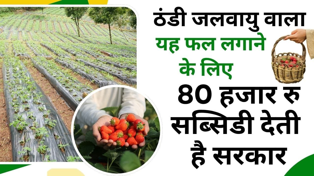 स्ट्रॉबेरी की खेती के लिए अनुदान