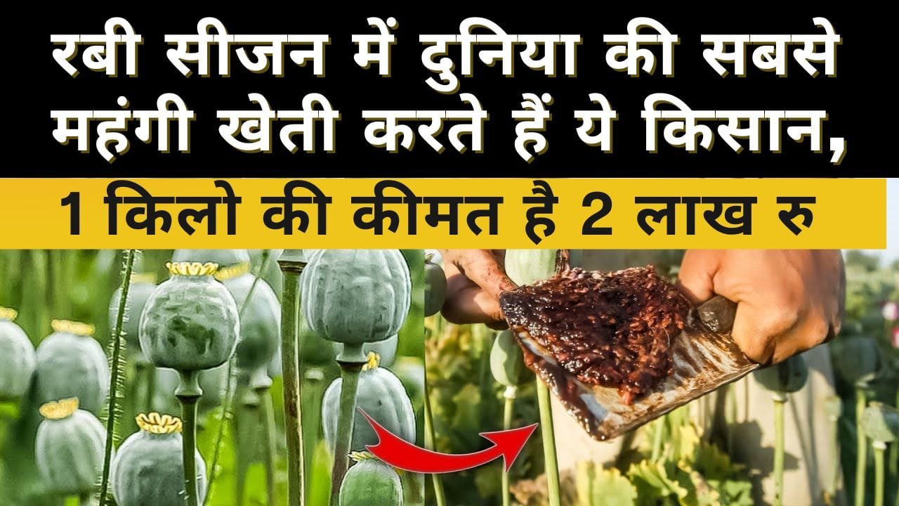 दुनिया की सबसे महंगी खेती