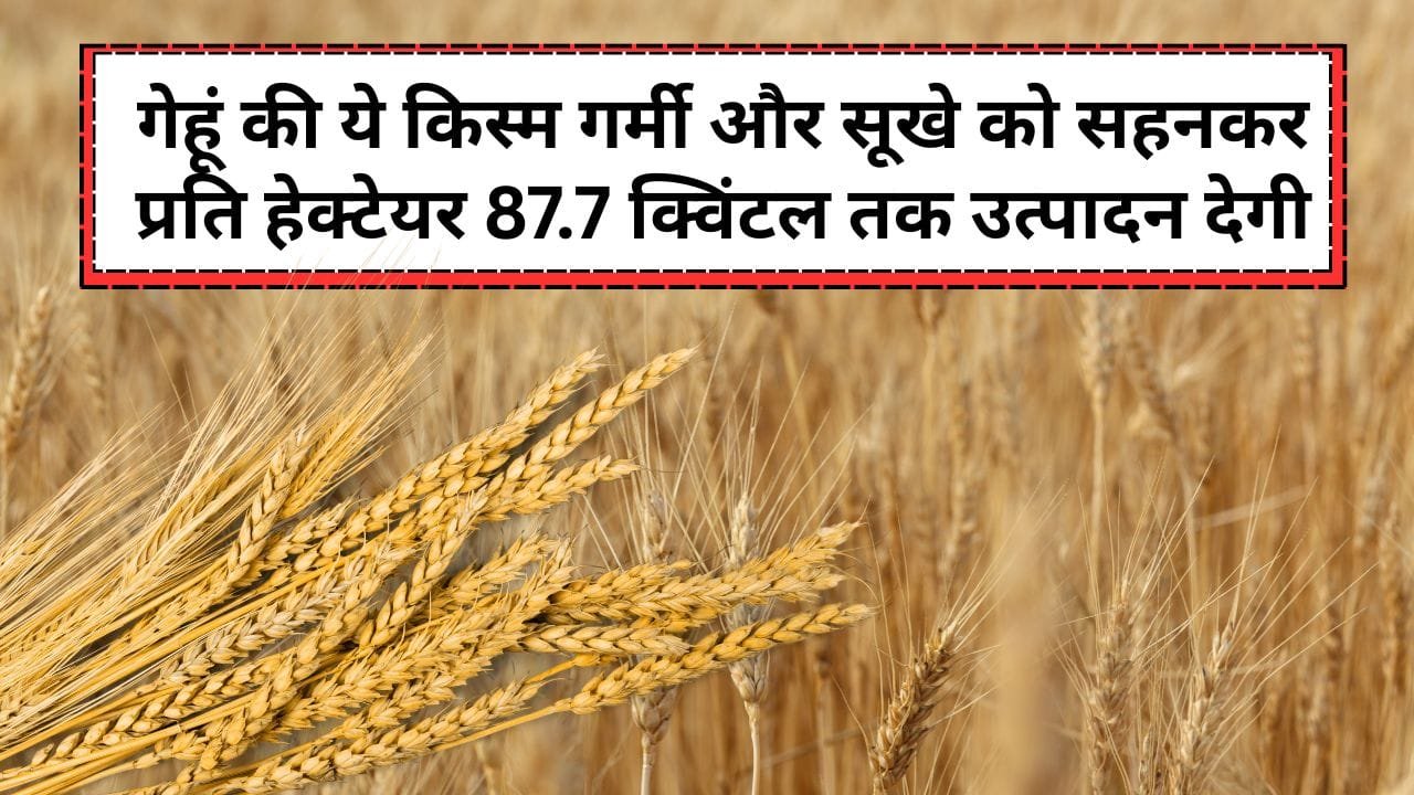 गेहूं की सूखा और गर्मी सहनशील वैरायटी