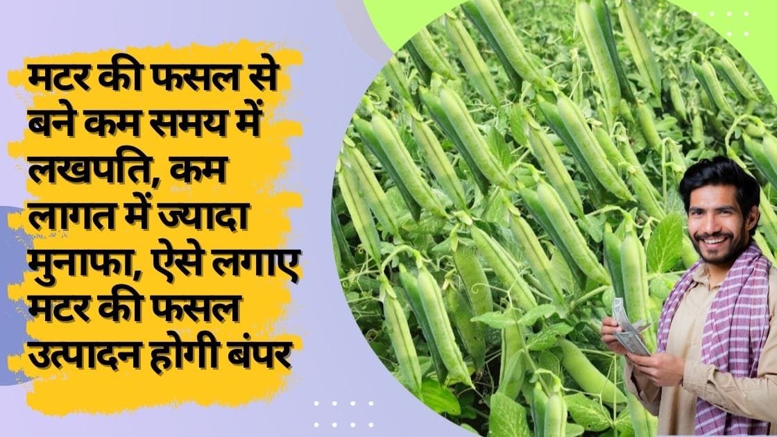 मटर की खेती