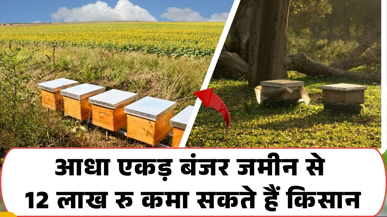 बंजर जमीन से कमाई कैसे करें