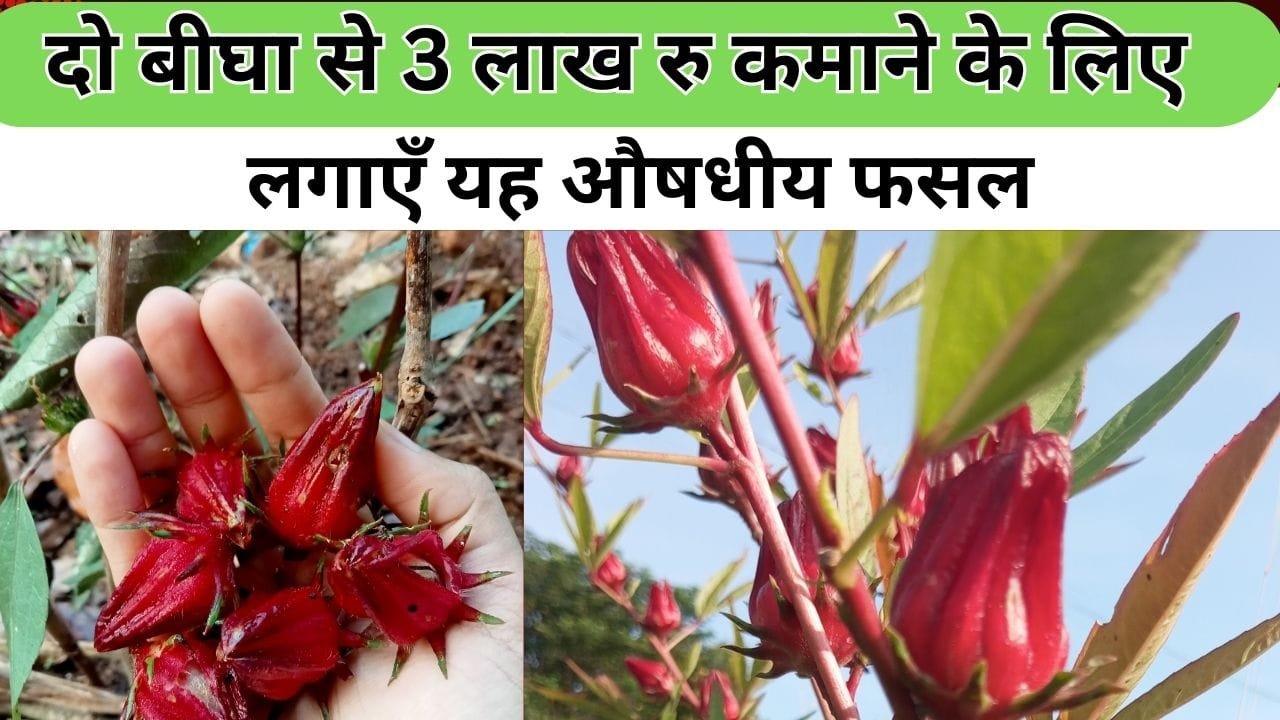 रोज़ैल के फूल और बीज की कीमत