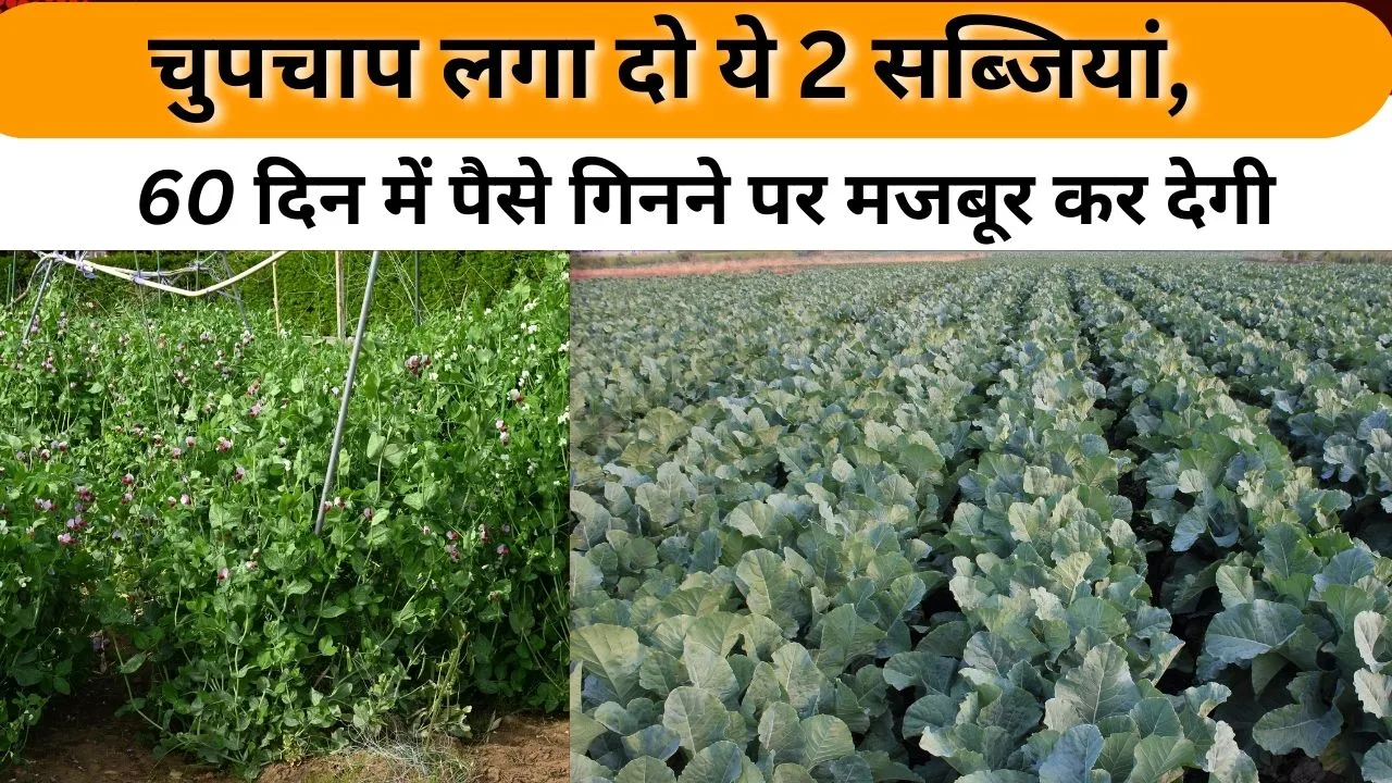 दिसंबर में कौन-सी सब्जी लगाने पर मुनाफा होगा?