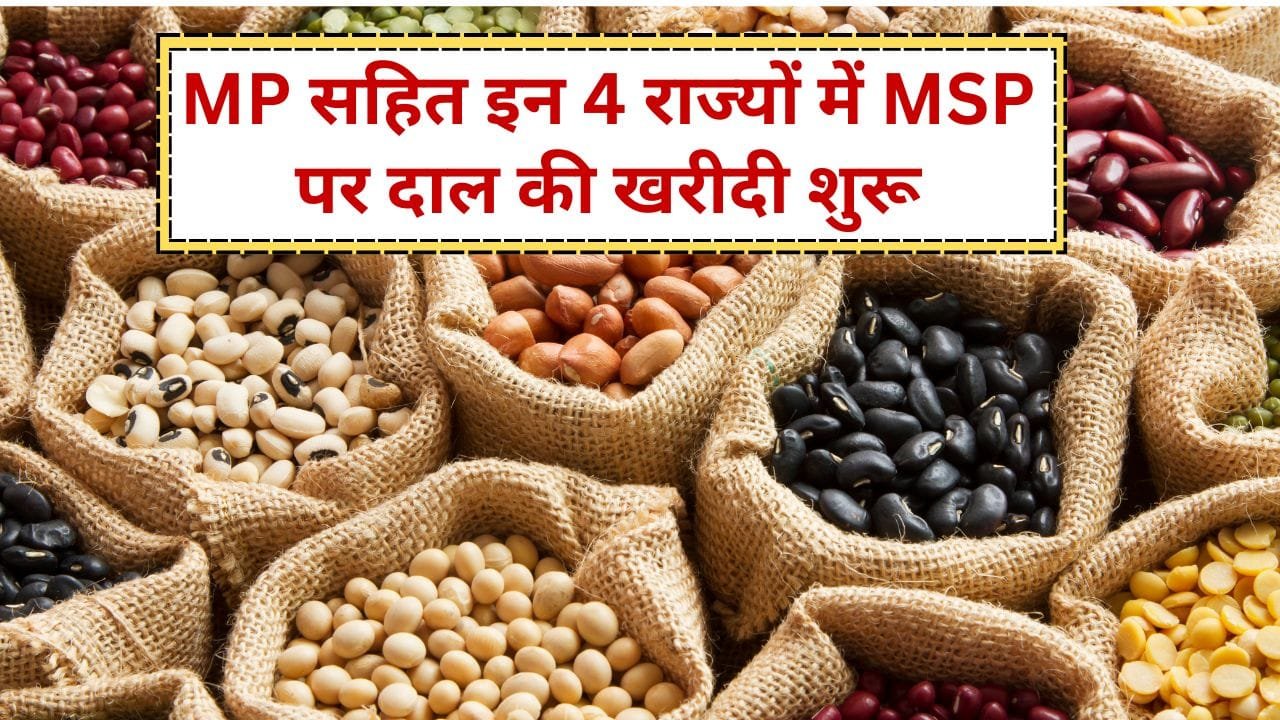 MSP पर दाल की खरीदी कौन कर रहा