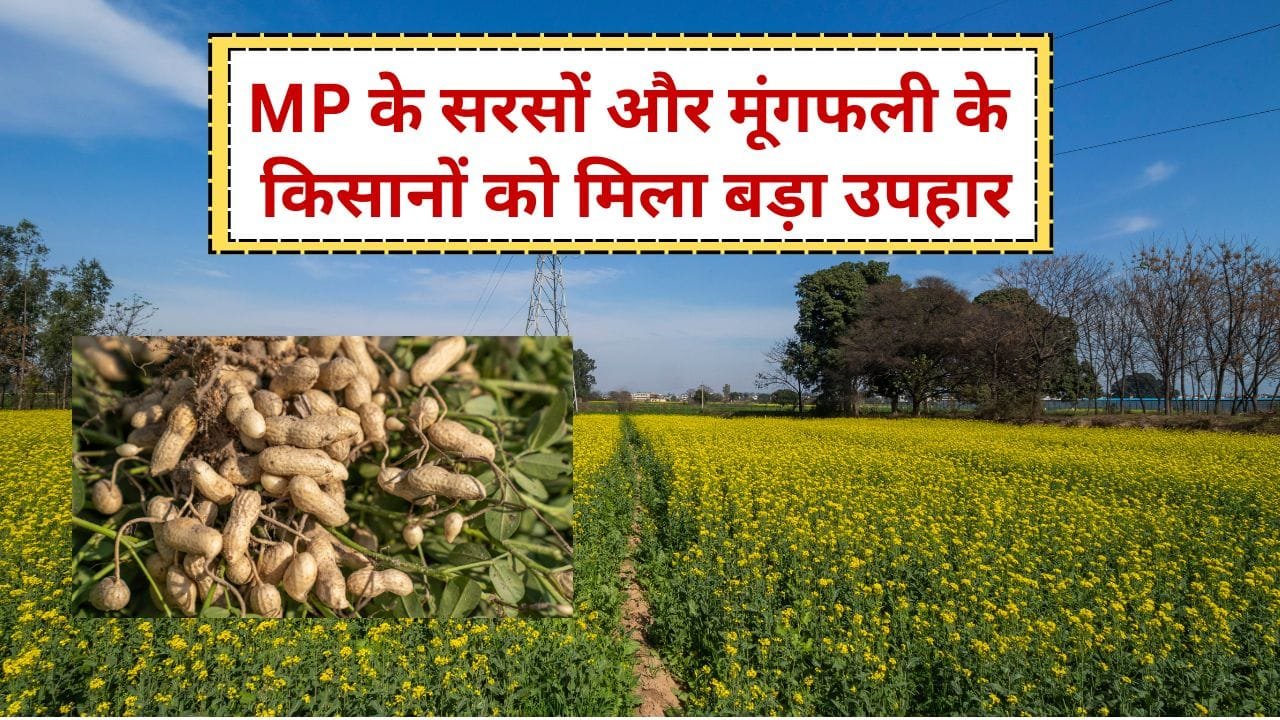MP के सरसों और मूंगफली के किसानों के लिए योजना
