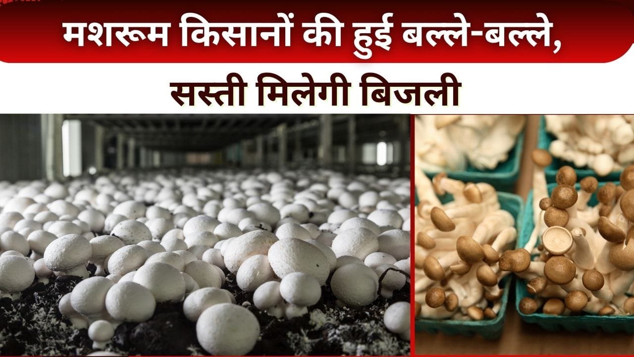 मशरूम की खेती करने वाले किसानों को मिलेगी सस्ती बिजली