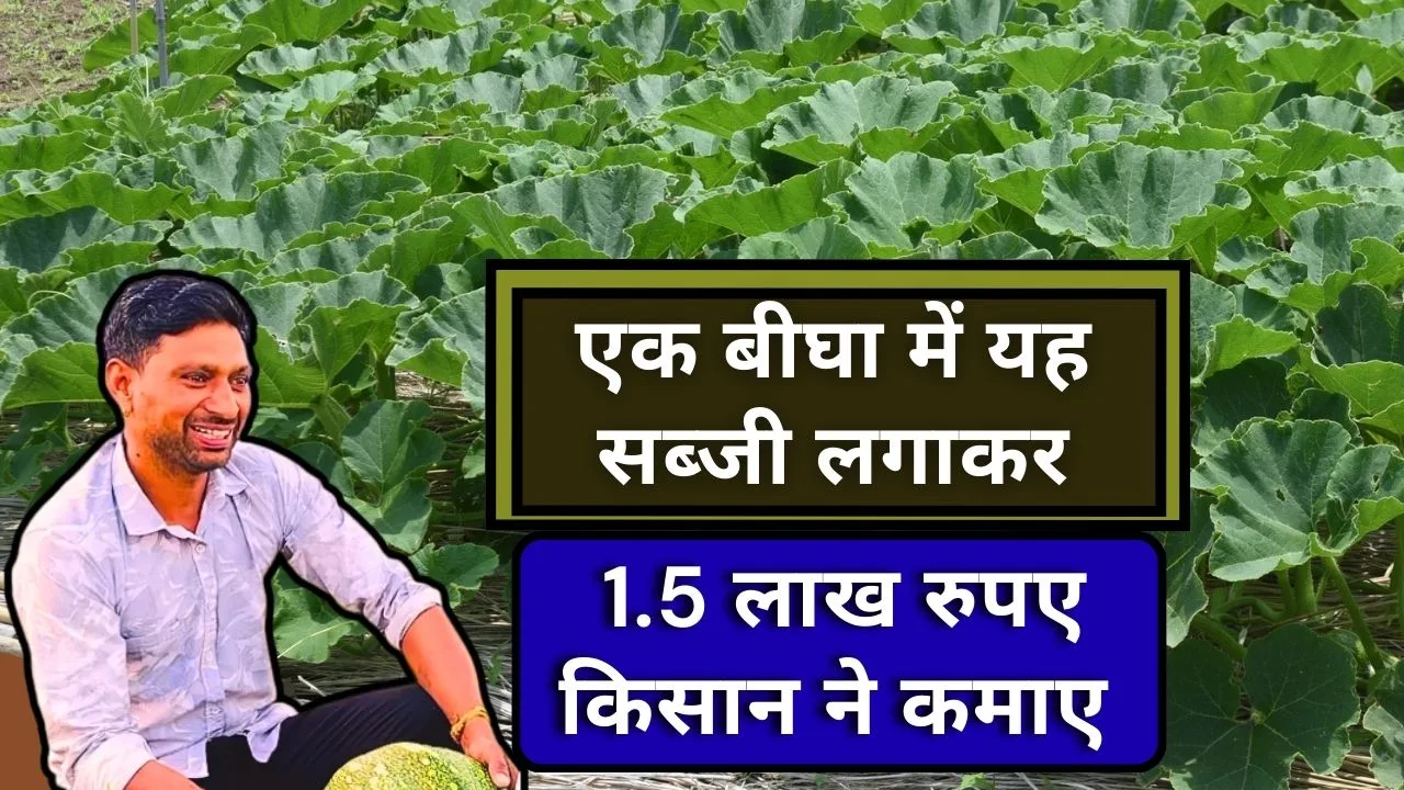 मुनाफे वाली सब्जी फसल