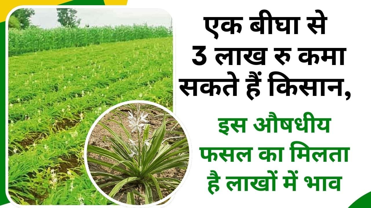 औषधीय फसल