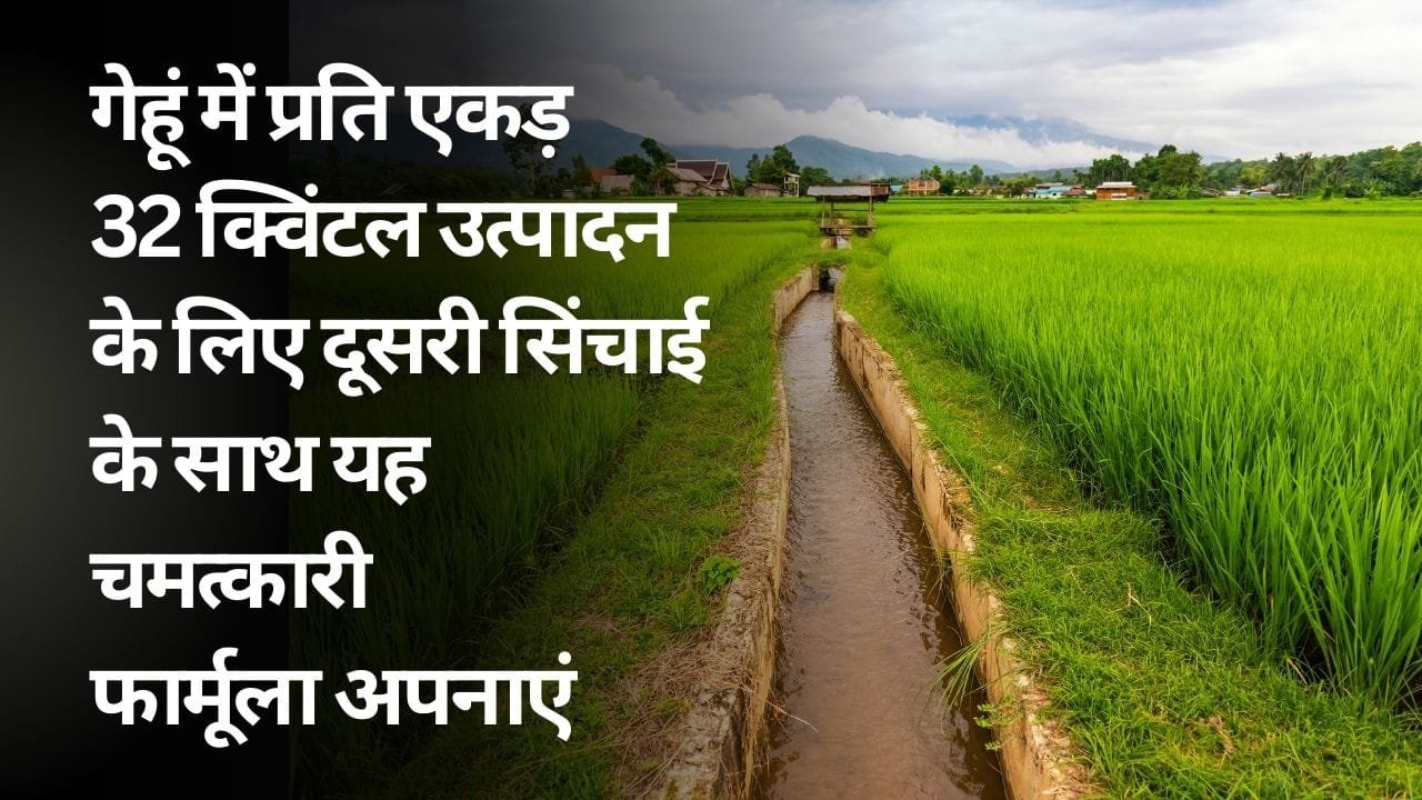 गेहूं में दूसरी सिंचाई के साथ कौन-सी खाद डालें