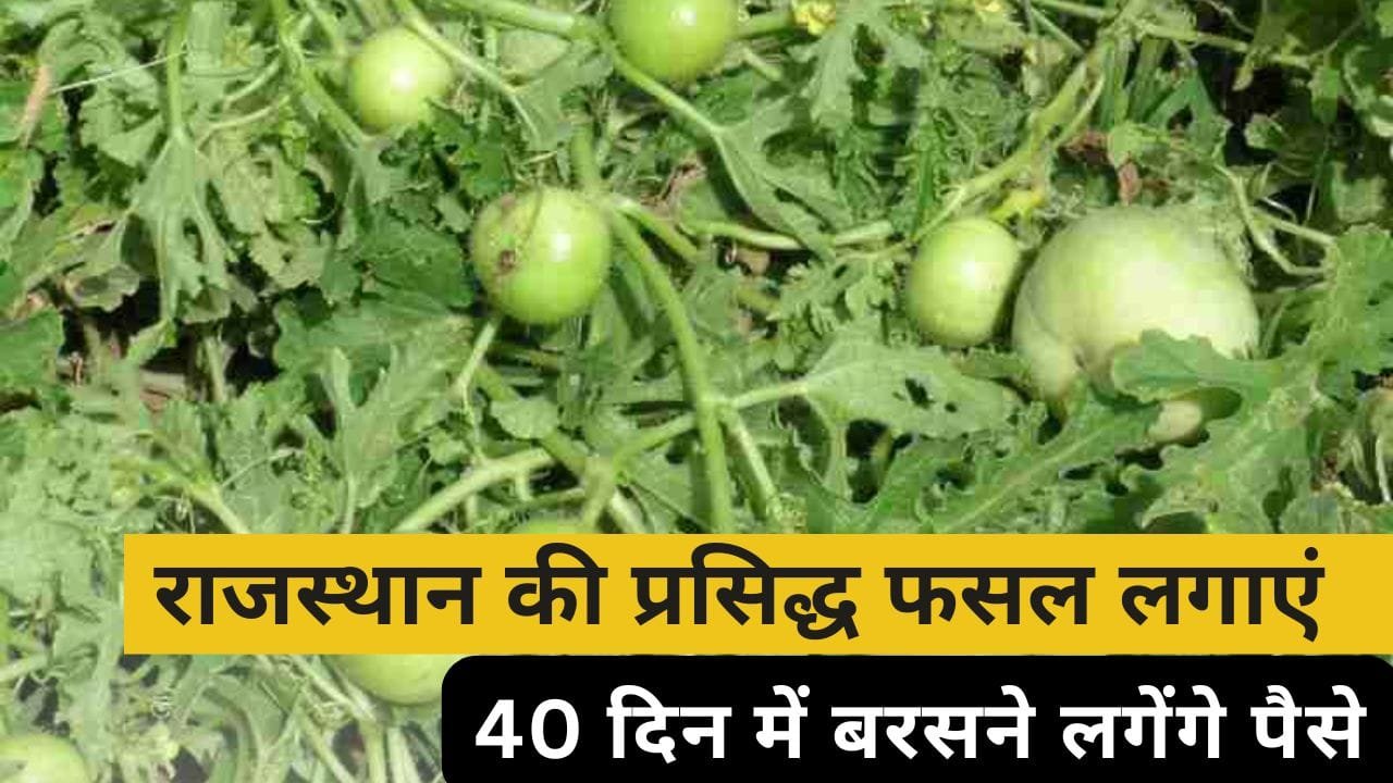 दिसंबर में सब्जी की खेती