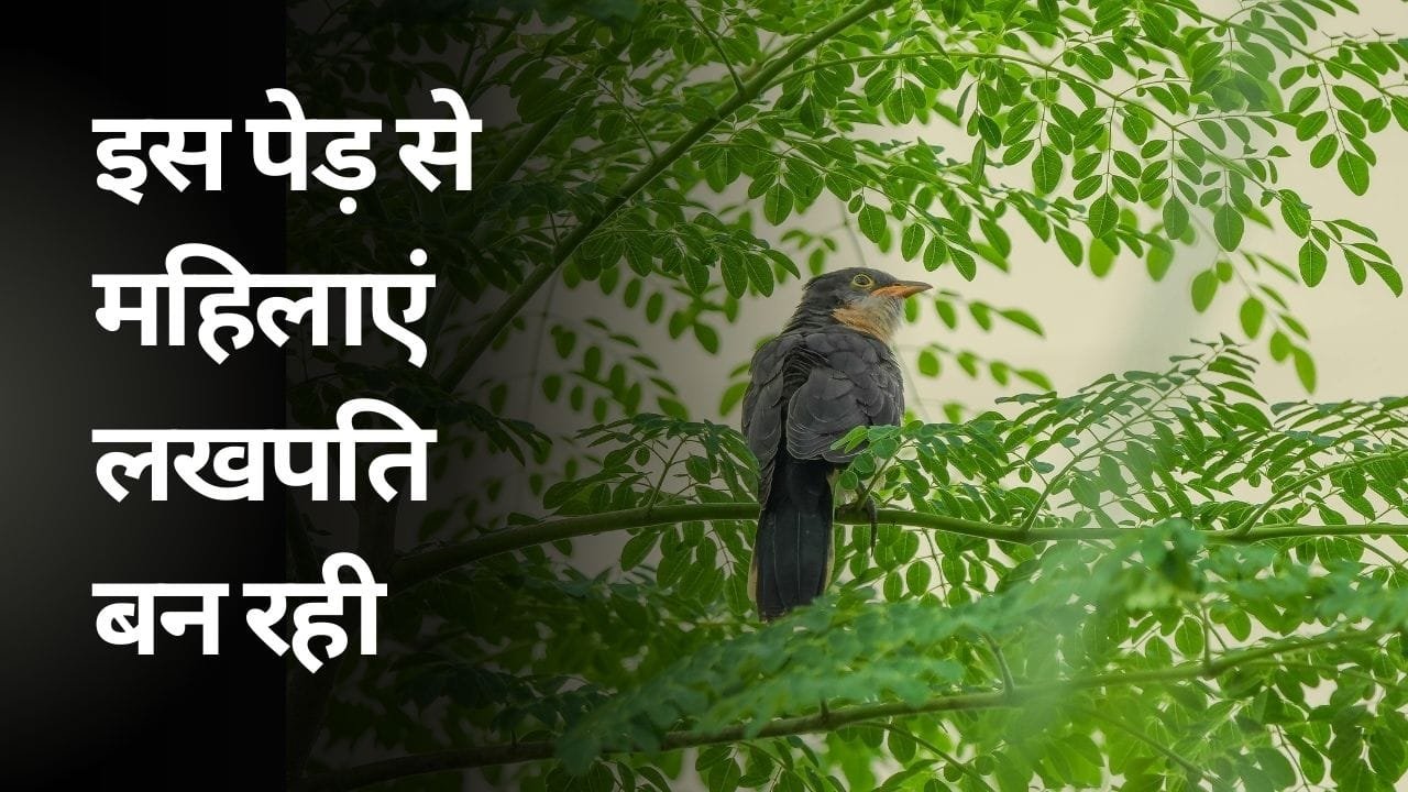 इस आजीविका मॉडल से महिलाएं लखपति बन रही हैं