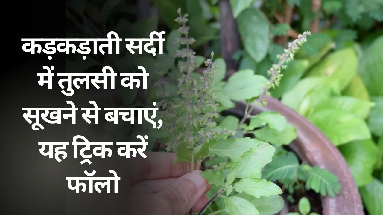 सर्दी में तुलसी को सूखने से कैसे बचाएं