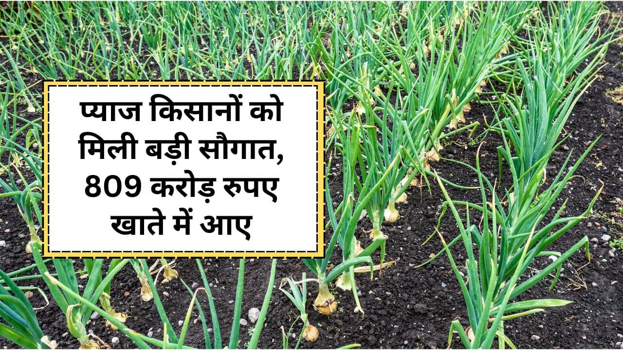 प्याज किसानों को मिला मुआवजा