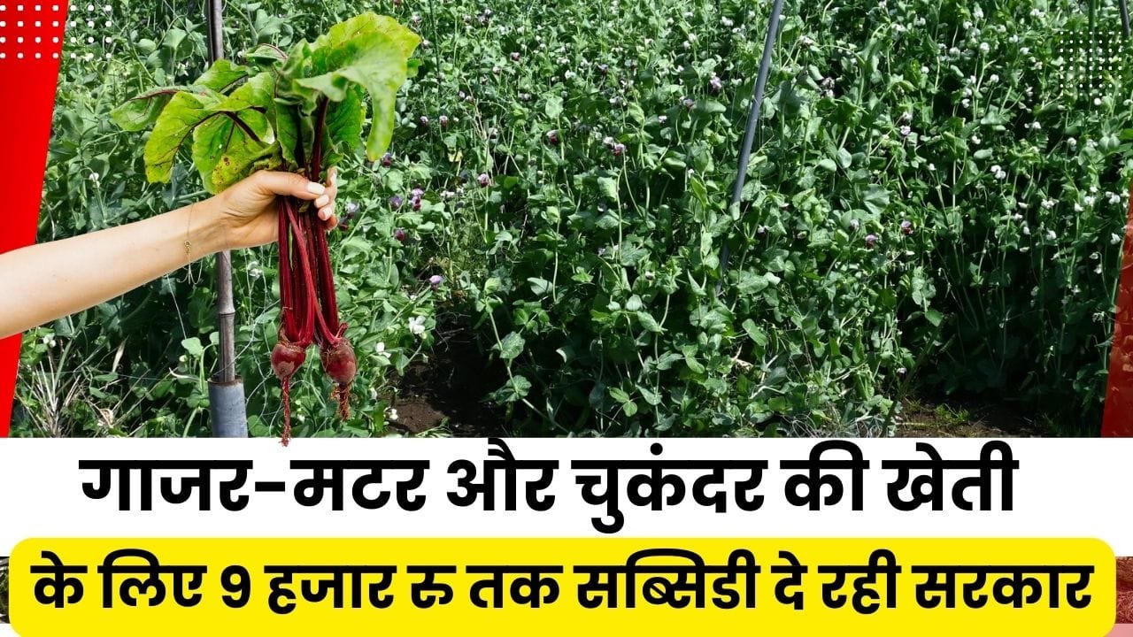 सब्जियों की खेती के लिए अनुदान कितना मिल रहा है?