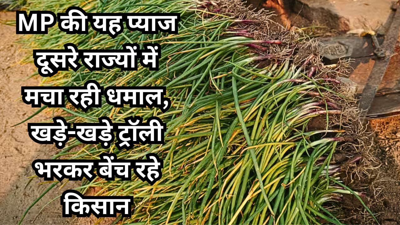 MP की प्याज की कौन-सी वेराइटी डिमांड में है?