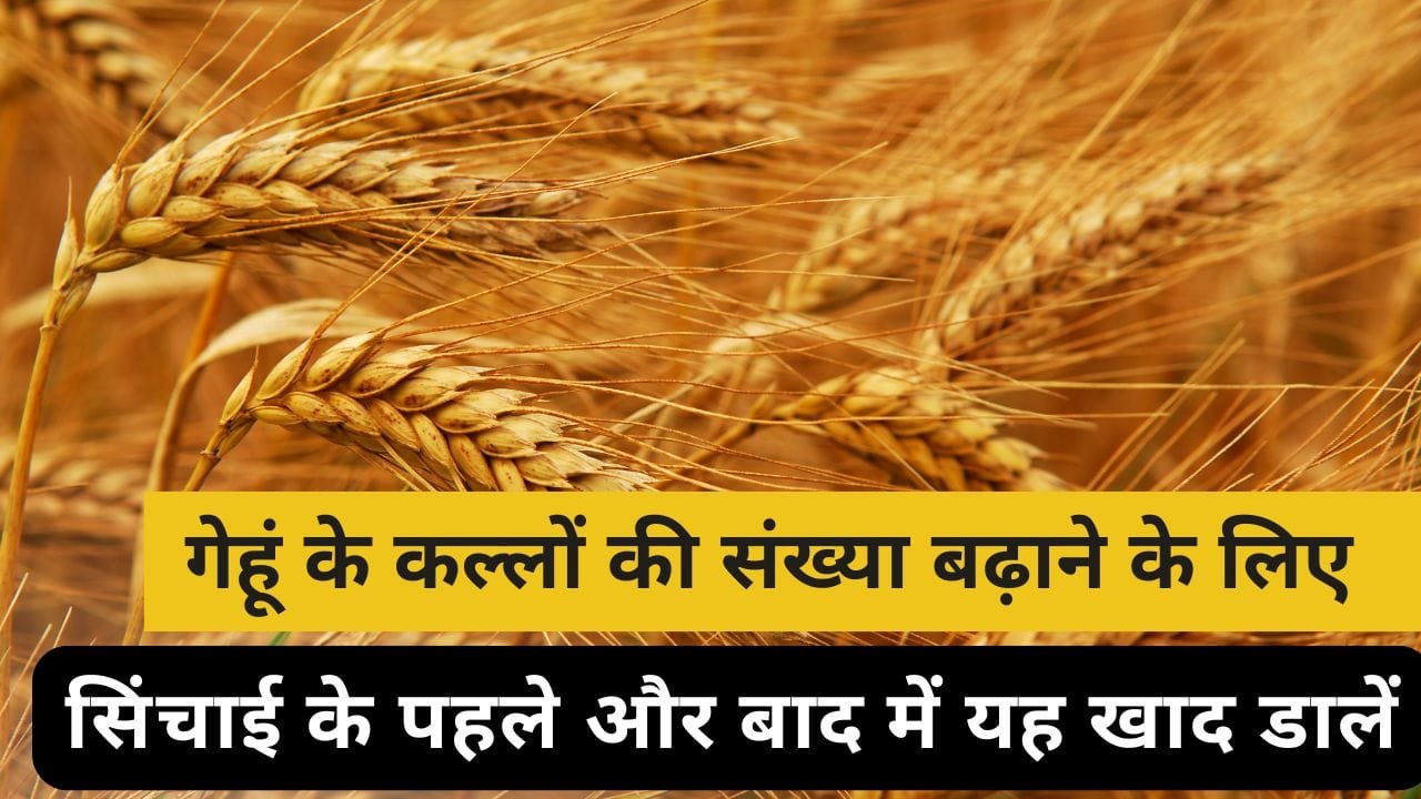 गेहूं के कल्लों की संख्या कैसे बढ़ाएं?
