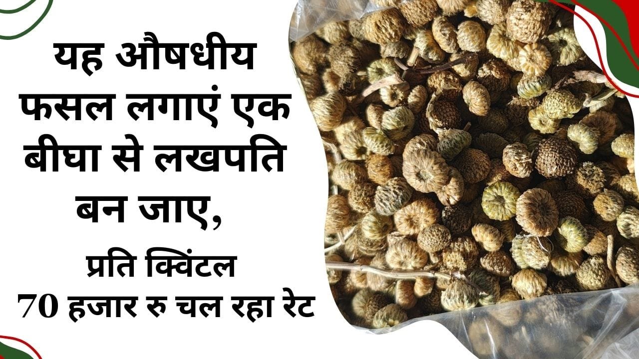 ईरानी अकरकरा की खेती का सीजन