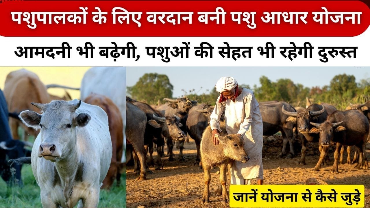 पशु आधार कैसे बनेगा?