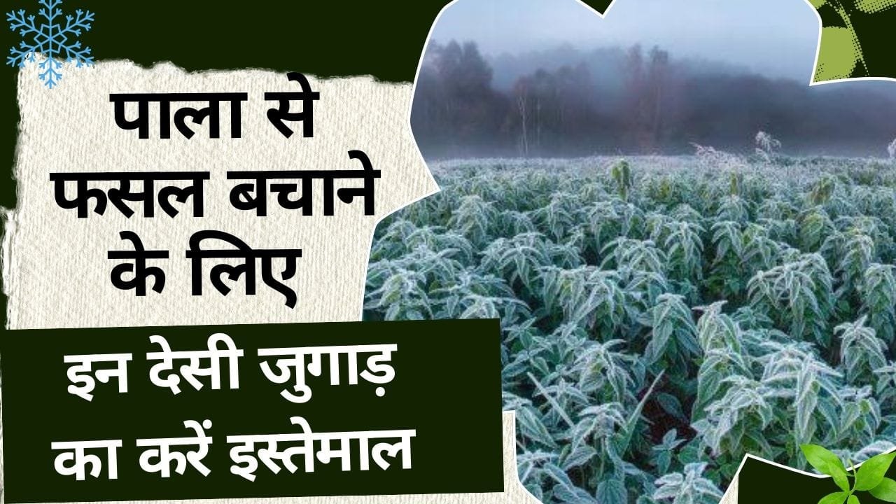 पाला से फसल कैसे बचाएं