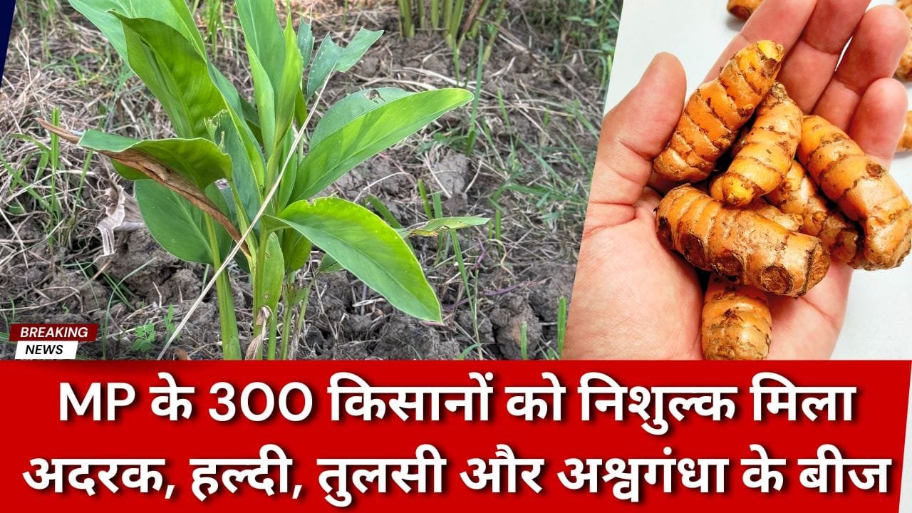 MP के किसानों को औषधीय खेती में मिली सफलता