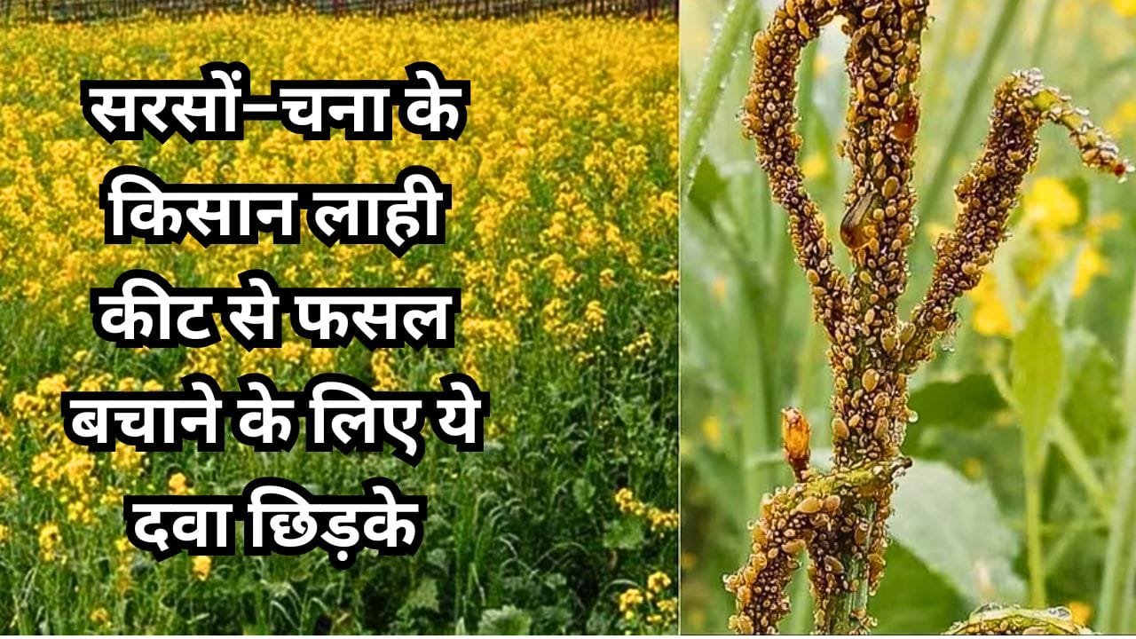 सरसों–चना में लाही कीट है तो कौन सी दवा छिड़कें?