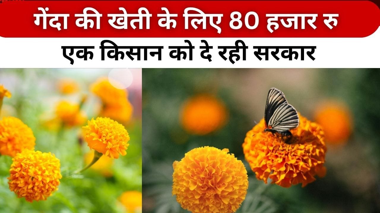 गेंदा के फूल की खेती के लिए सब्सिडी किसे मिल रही है?