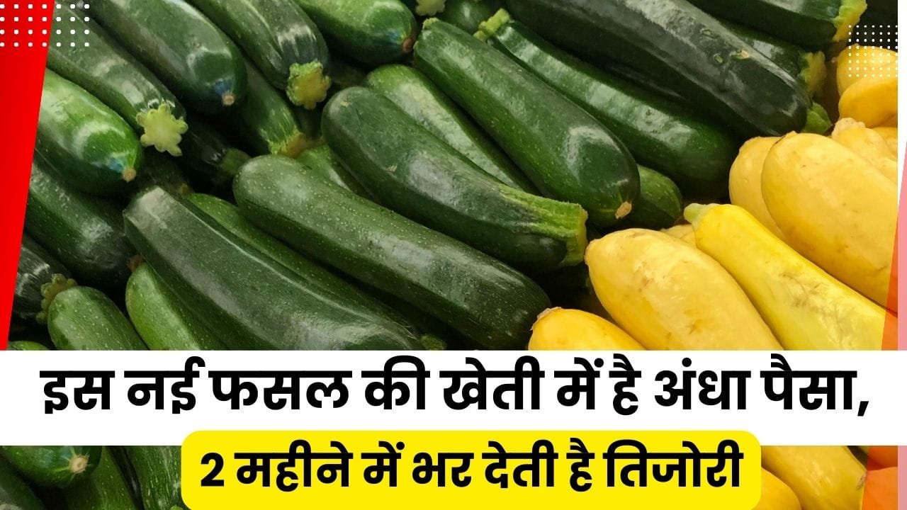 जुकिनी की खेती कैसे होती है?