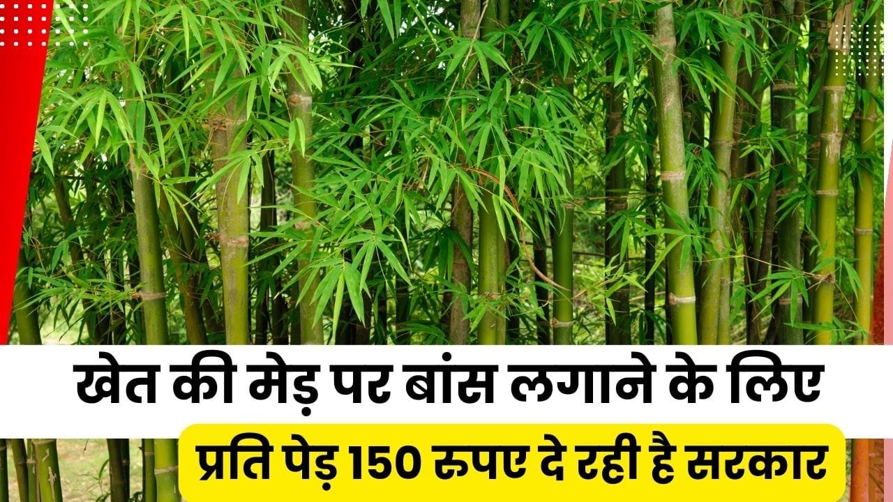 बांस के पेड़ लगाने के लिए कितना अनुदान मिल रहा है